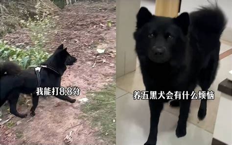 五黑狗|養五黑犬真煩惱？ 竄進黑影裡找都找不到 